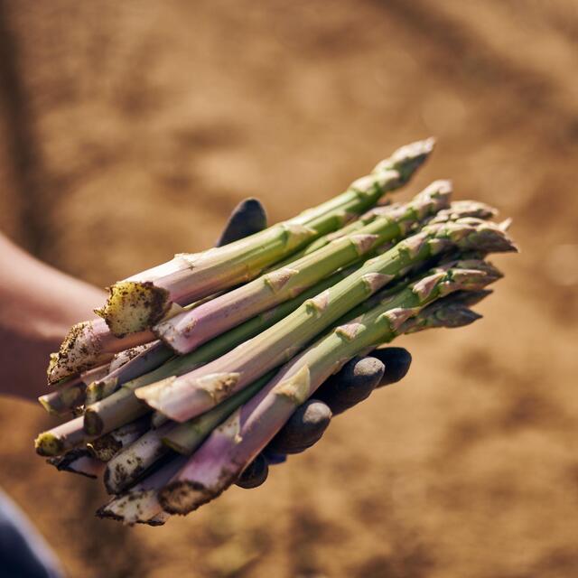 Barfoots Farming Forever Asparagus Spears thumbnail 5