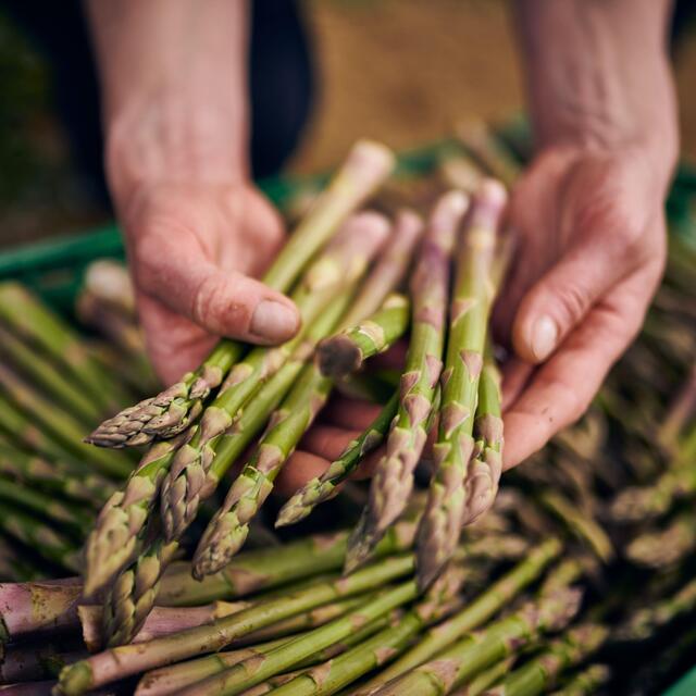 Barfoots Farming Forever Asparagus Spears thumbnail 6