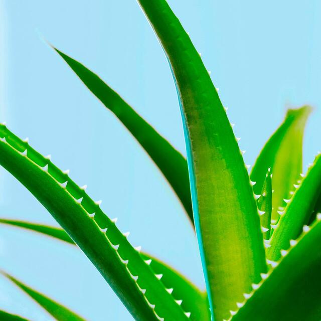 Maui Moisture Revive & Hydrate+ Shea Butter Shampoo thumbnail 7