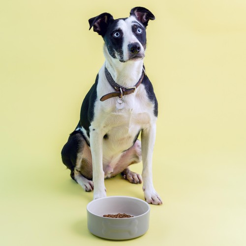 Mason Cash Colour Mix Grey Dog Bowl 20cm thumbnail 2