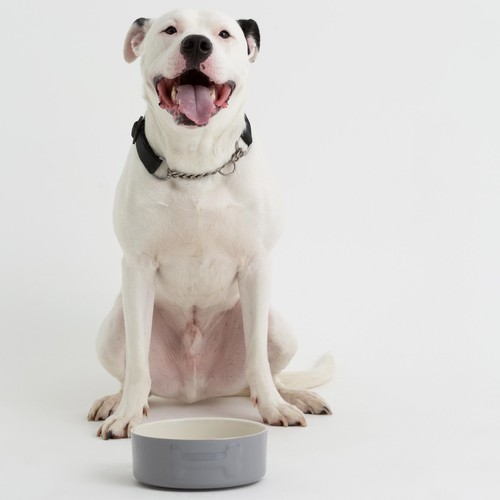Mason Cash Colour Mix Grey Dog Bowl 20cm thumbnail 3