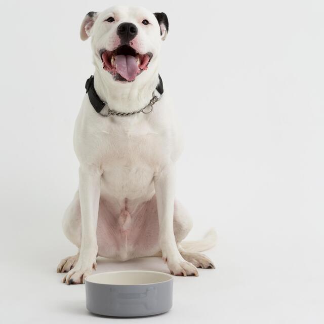 Mason Cash Colour Mix Grey Dog Bowl 20cm thumbnail 3