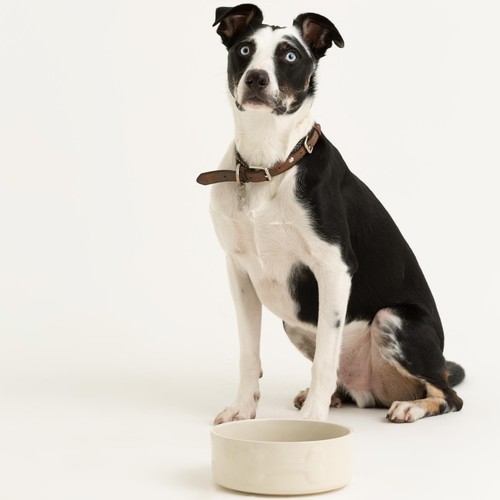 Mason Cash Colour Mix Cream Dog Bowl 20cm thumbnail 3