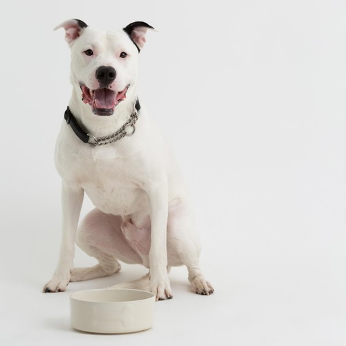 Mason Cash Colour Mix Cream Dog Bowl 20cm thumbnail 4
