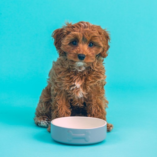 Mason Cash Colour Mix Grey Dog Bowl 15cm thumbnail 2