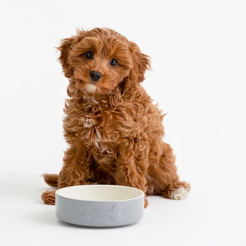 Mason Cash Colour Mix Grey Dog Bowl 15cm thumbnail 5