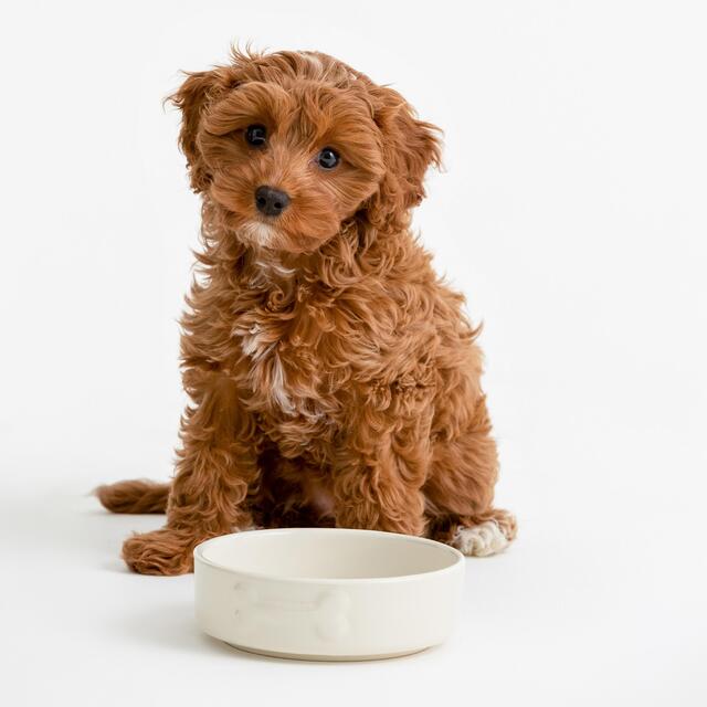 Mason Cash Colour Mix Cream Dog Bowl 15cm thumbnail 2