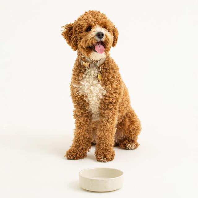 Mason Cash Colour Mix Cream Dog Bowl 15cm thumbnail 5