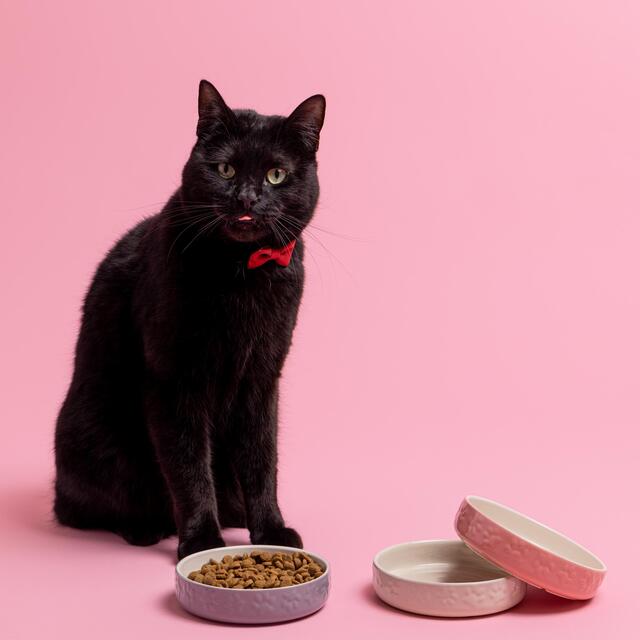 Mason Cash Colour Mix Pink Cat Saucer 13cm thumbnail 3