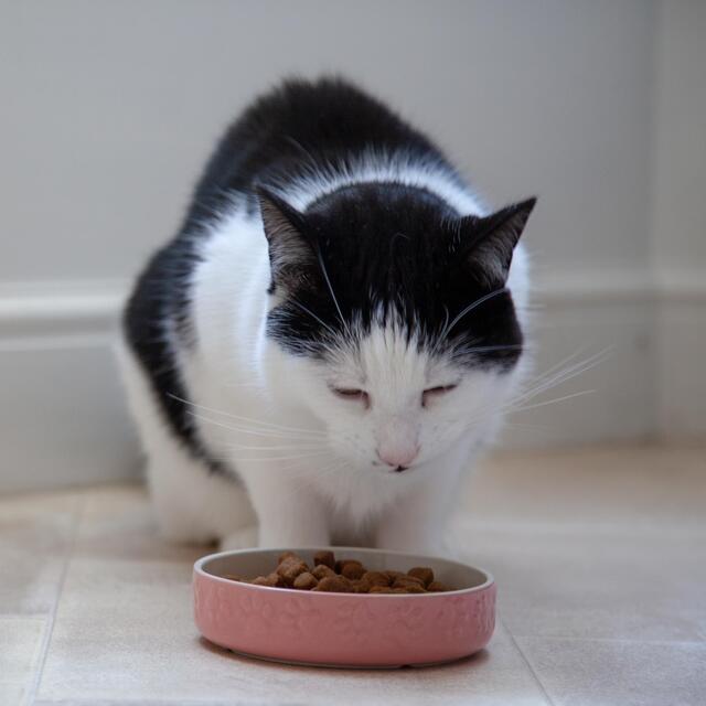 Mason Cash Colour Mix Pink Cat Saucer 13cm thumbnail 4