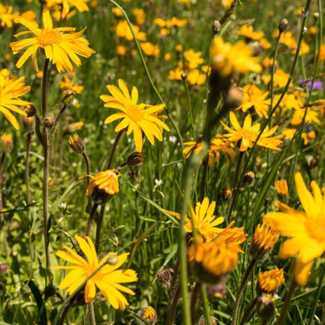 Weleda Arnica Bumps and Bruises Spray, Vegan thumbnail 5