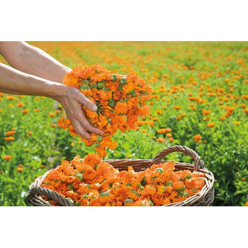Weleda Calendula Cuts & Grazes Spray, Vegan thumbnail 5