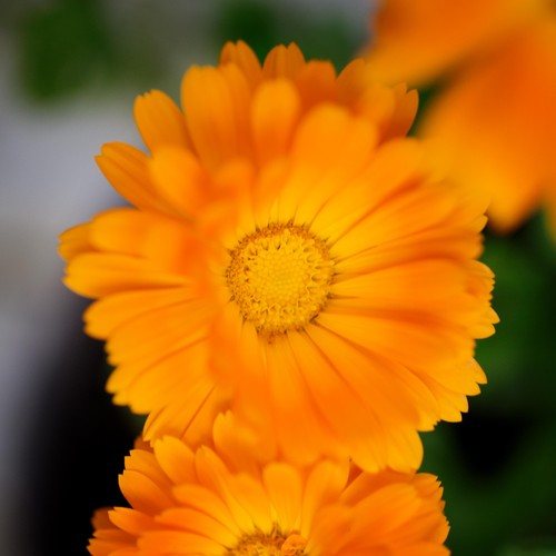 Weleda Calendula Cuts & Grazes Spray, Vegan thumbnail 6