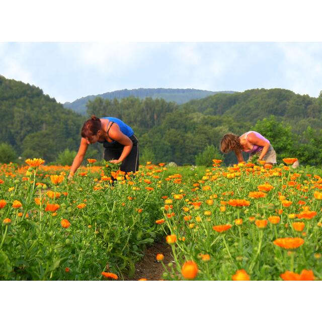 Weleda Calendula Cuts & Grazes Spray, Vegan thumbnail 4