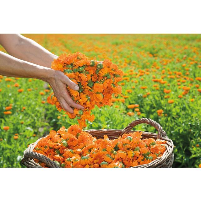 Weleda Calendula Cuts & Grazes Spray, Vegan thumbnail 5