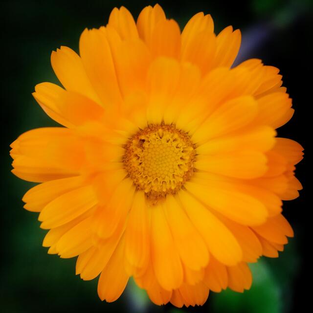 Weleda Calendula Cuts & Grazes Spray, Vegan thumbnail 7