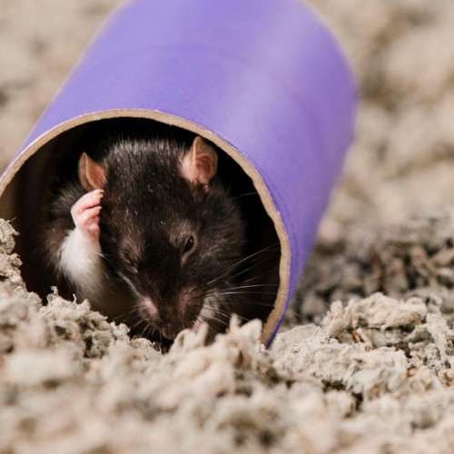 Carefresh Natural Small Pet Bedding thumbnail 7