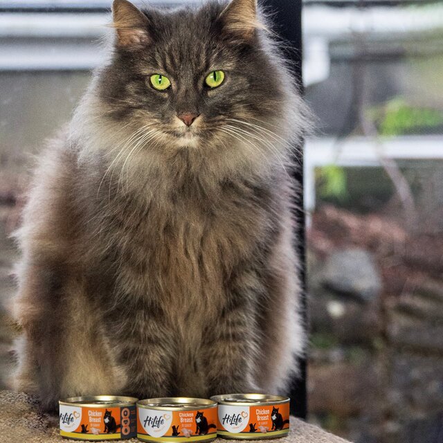 HiLife It's Only Natural Luxury Cat Food - Chicken Breast in Sauce thumbnail 4