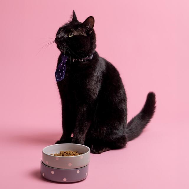 Mason Cash Polka Dot Grey 13cm Pet Bowl thumbnail 4