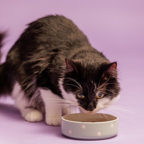 Mason Cash Polka Dot Sage 13cm Pet Bowl thumbnail 2