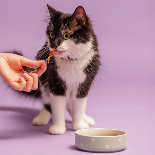 Mason Cash Polka Dot Sage 13cm Pet Bowl thumbnail 4