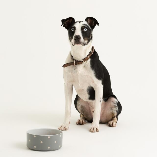 Mason Cash Polka Dot Grey 18cm Pet Bowl thumbnail 2