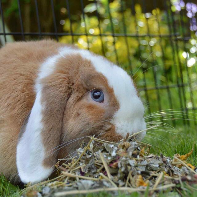 Rosewood Naturals Summer Harvest thumbnail 3