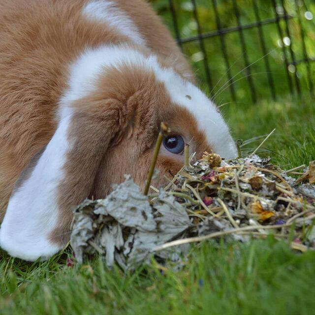 Rosewood Naturals Summer Harvest thumbnail 4