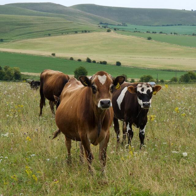 Ember Snacks Biltong Original thumbnail 5