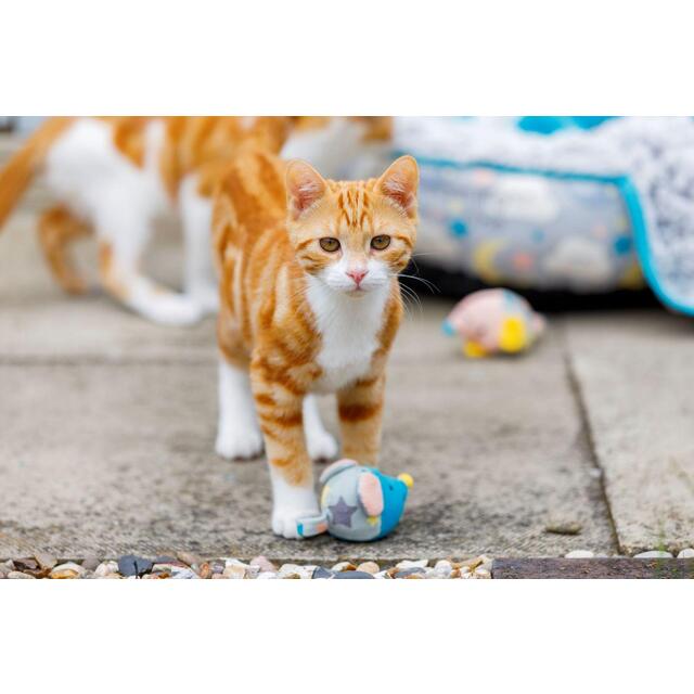 Little Petface Mouse Bell Kitten Toy thumbnail 5