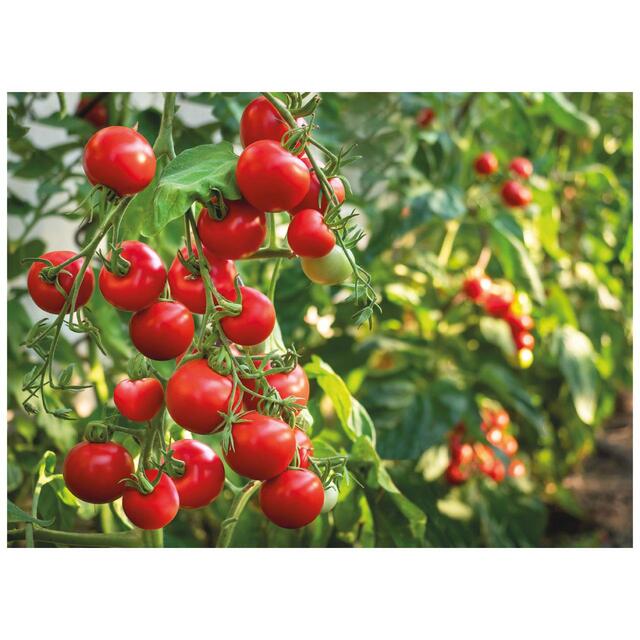 M&S Italian Cherry Tomatoes thumbnail 3