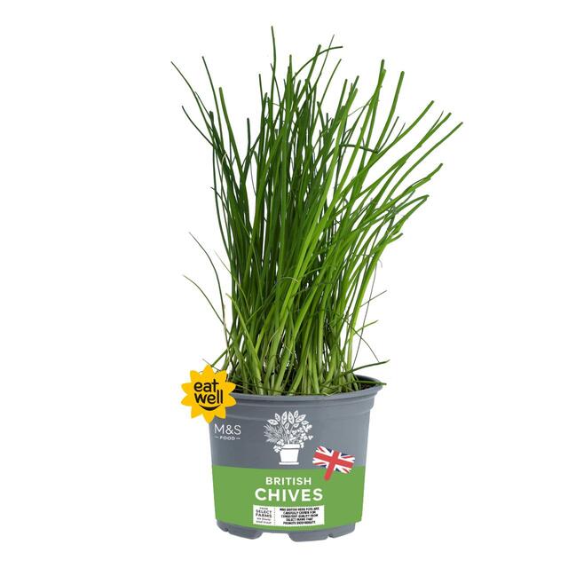 M&S Chive Pot