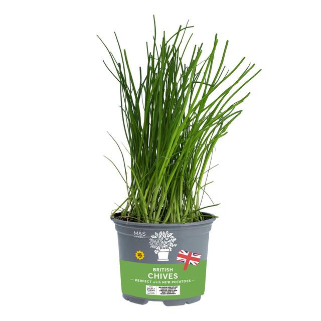 M&S Chive Pot thumbnail 2