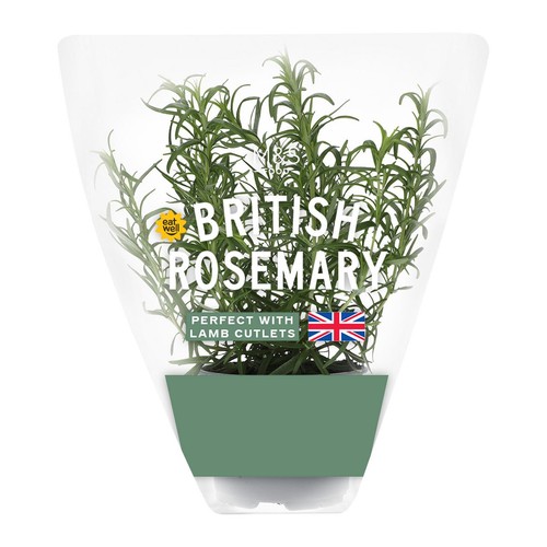 M&S Rosemary Pot