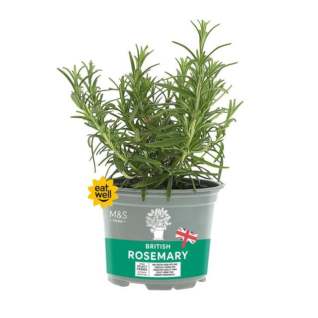 M&S Rosemary Pot