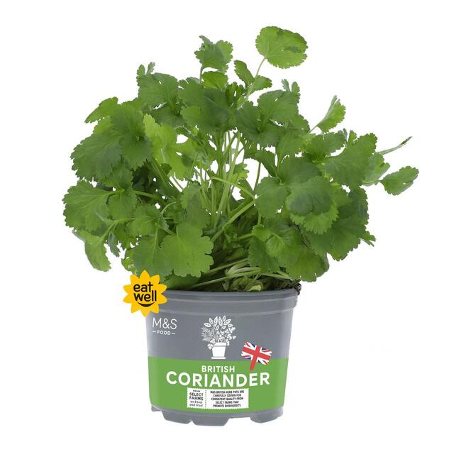 M&S British Coriander Pot