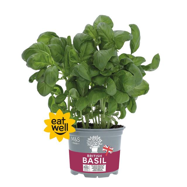 M&S British Basil Pot
