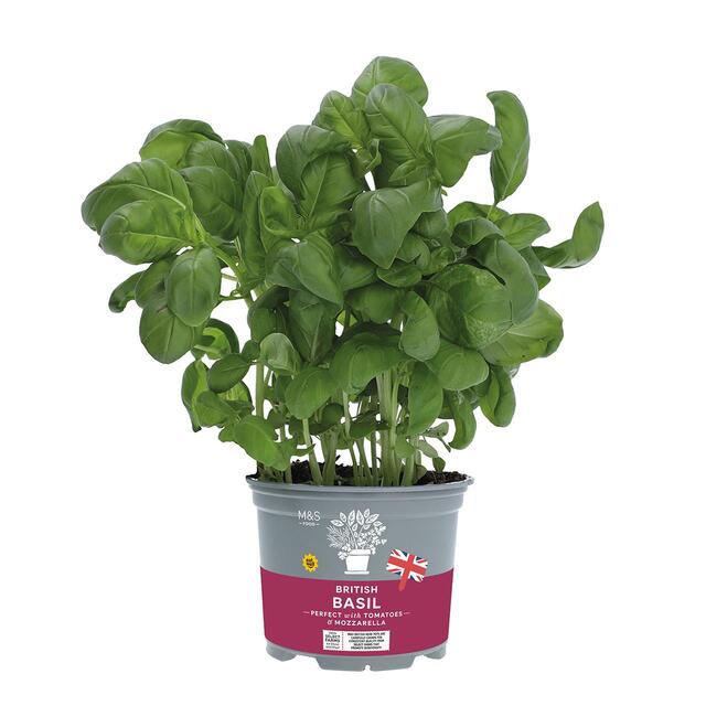 M&S British Basil Pot thumbnail 2