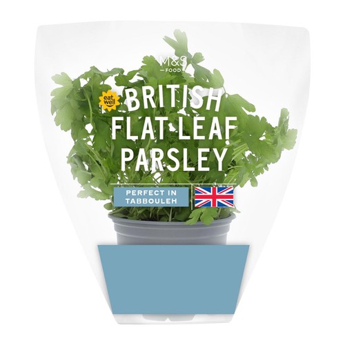 M&S British Flat Leaf Parsley Pot thumbnail 2