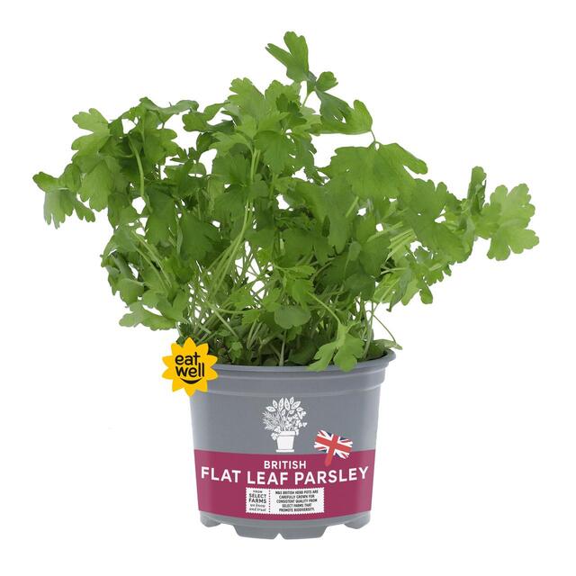 M&S British Flat Leaf Parsley Pot