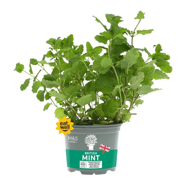 M&S British Mint Pot