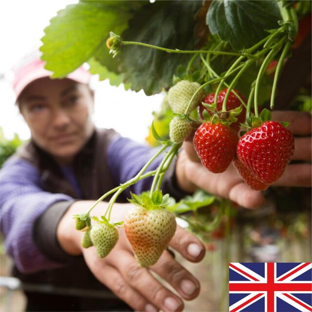 BerryWorld British Strawberries thumbnail 3