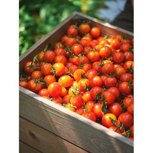 M&S Piccolini Vine Tomatoes thumbnail 3