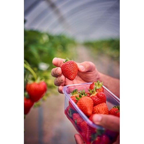 M&S British Strawberries thumbnail 3