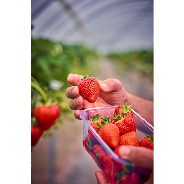 M&S Strawberries thumbnail 3