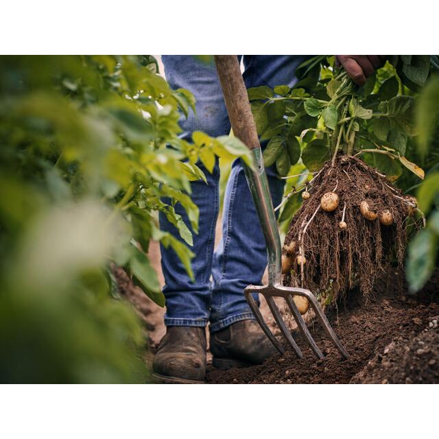 M&S Baby New Potatoes thumbnail 5