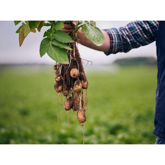 M&S Baby New Potatoes thumbnail 6