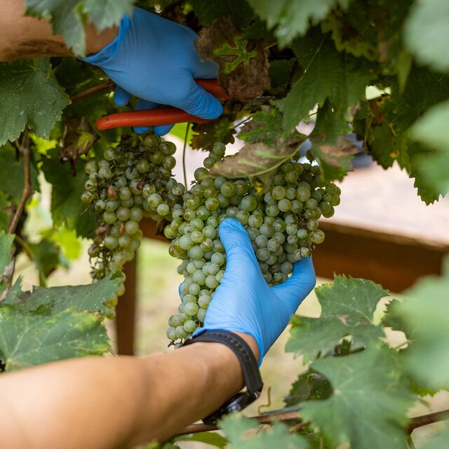 Mazzetti Aged Balsamic Vinegar Gold 4 leaf thumbnail 9