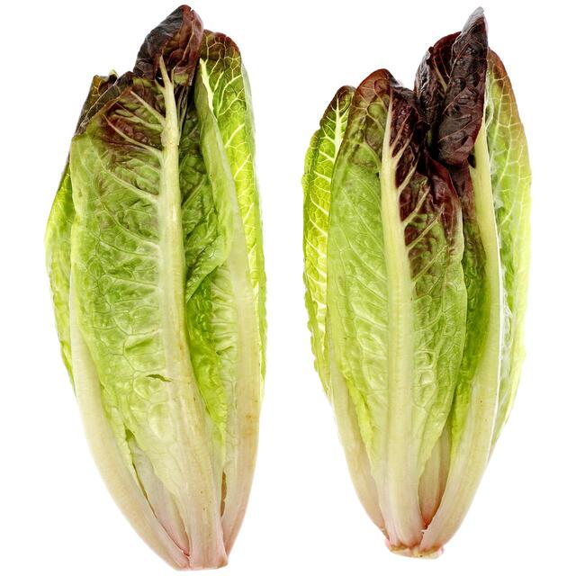 M&S Select Farms Red Gem Lettuce thumbnail 2