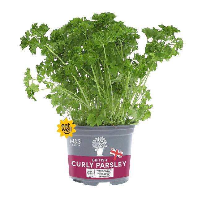 M&S British Curly Parsley Pot